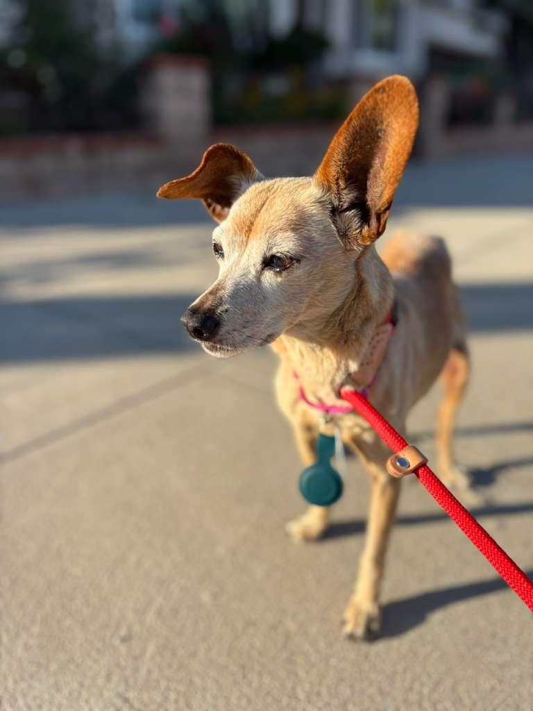 Enlarge Lou Anne, a ADOPTABLE mixed breed in Los Angeles, CA image 5/6