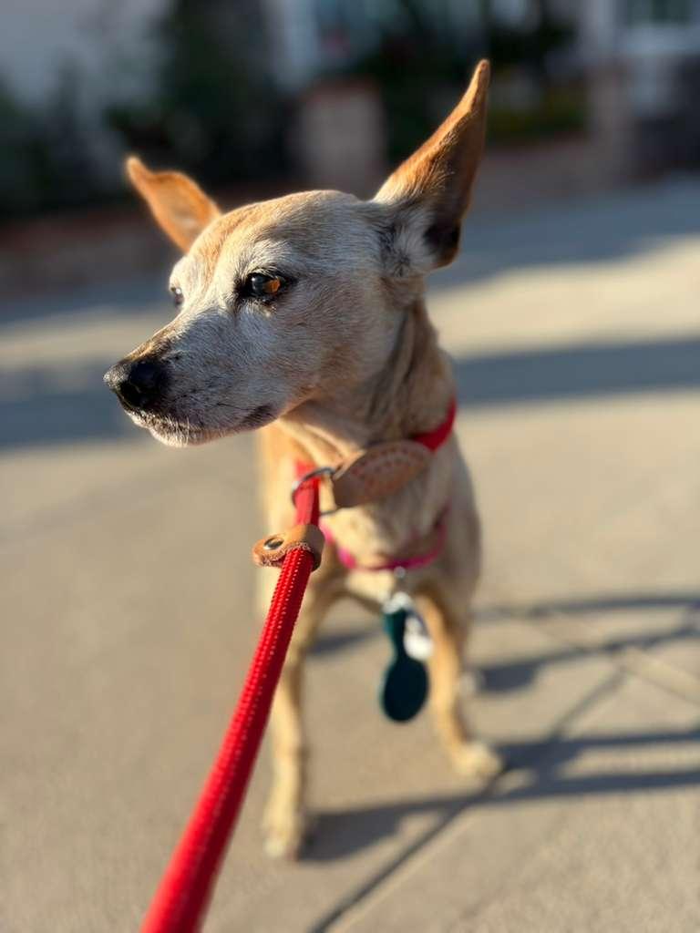 Enlarge Lou Anne, a ADOPTABLE mixed breed in Los Angeles, CA image 2/6