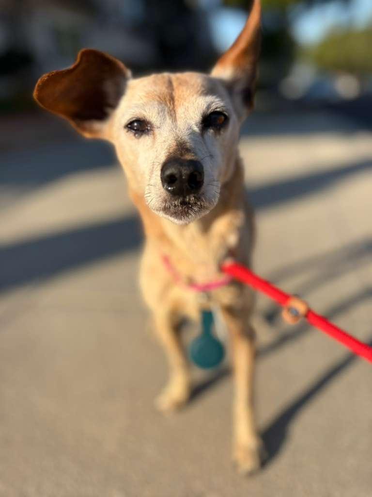 Lou Anne, ADOPTABLE, Senior Female Chihuahua.