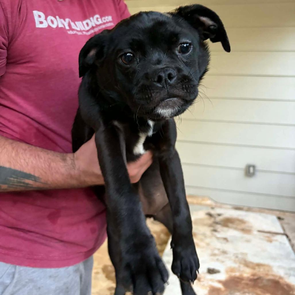 Echo, Adoptable, Puppy Female Pug & Mixed Breed.