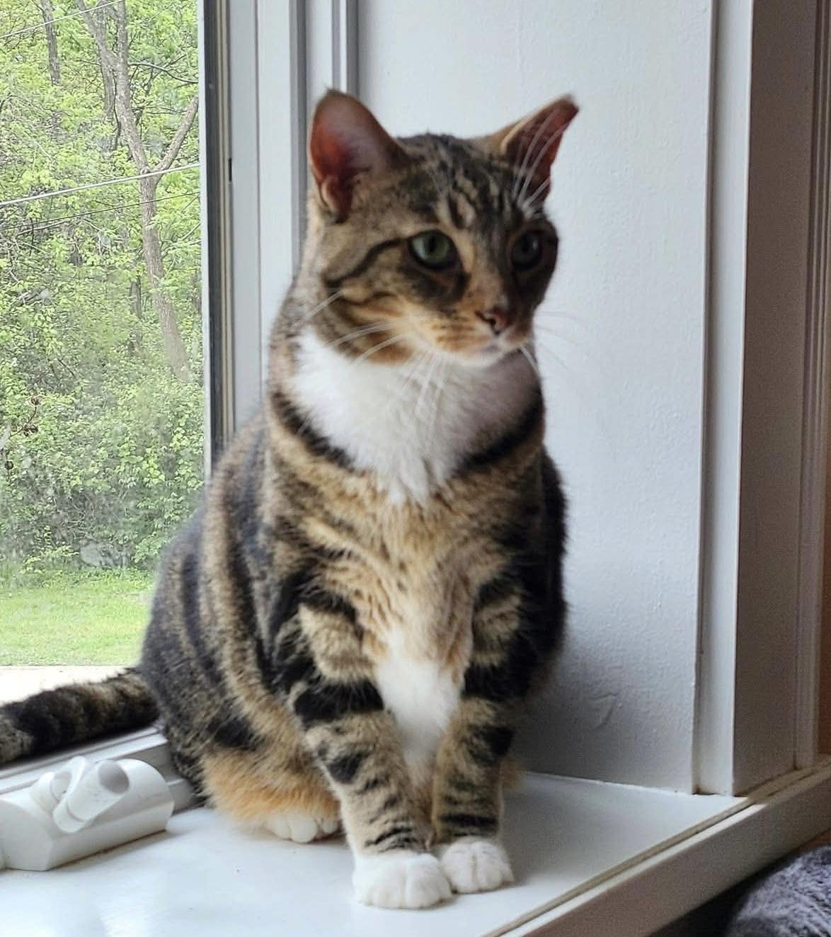 Mia, ADOPTABLE, Adult Female Domestic Short Hair.