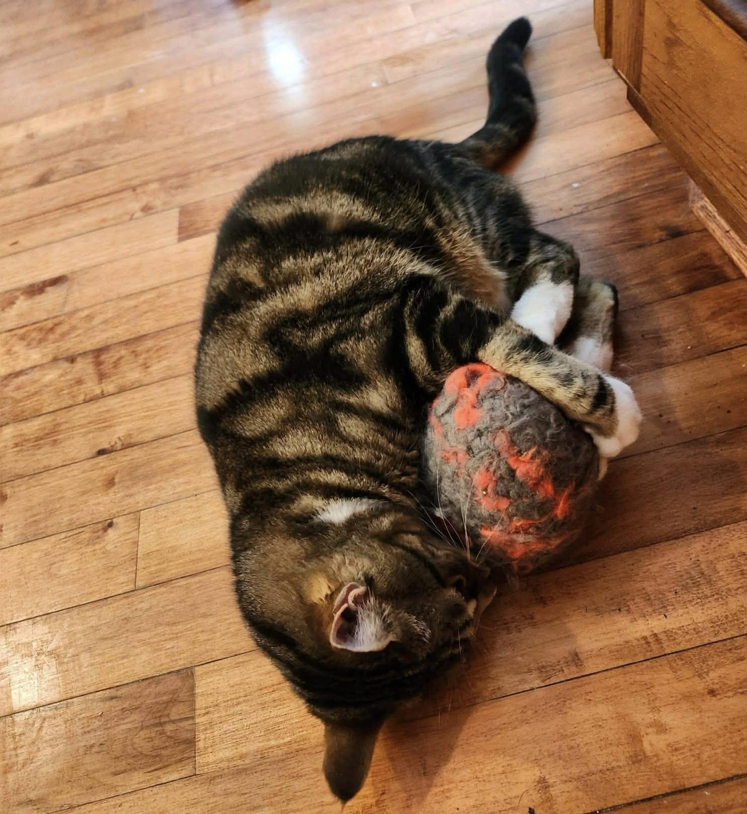 Mia, a ADOPTABLE Domestic Short Hair in Cincinnati , OH image 3/6