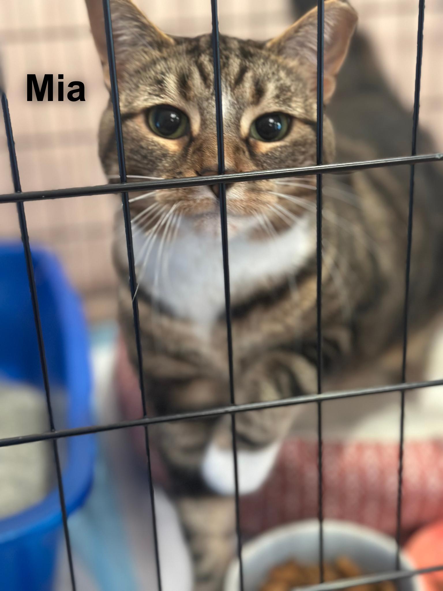 Enlarge Mia, a ADOPTABLE Domestic Short Hair in Cincinnati , OH image 2/2