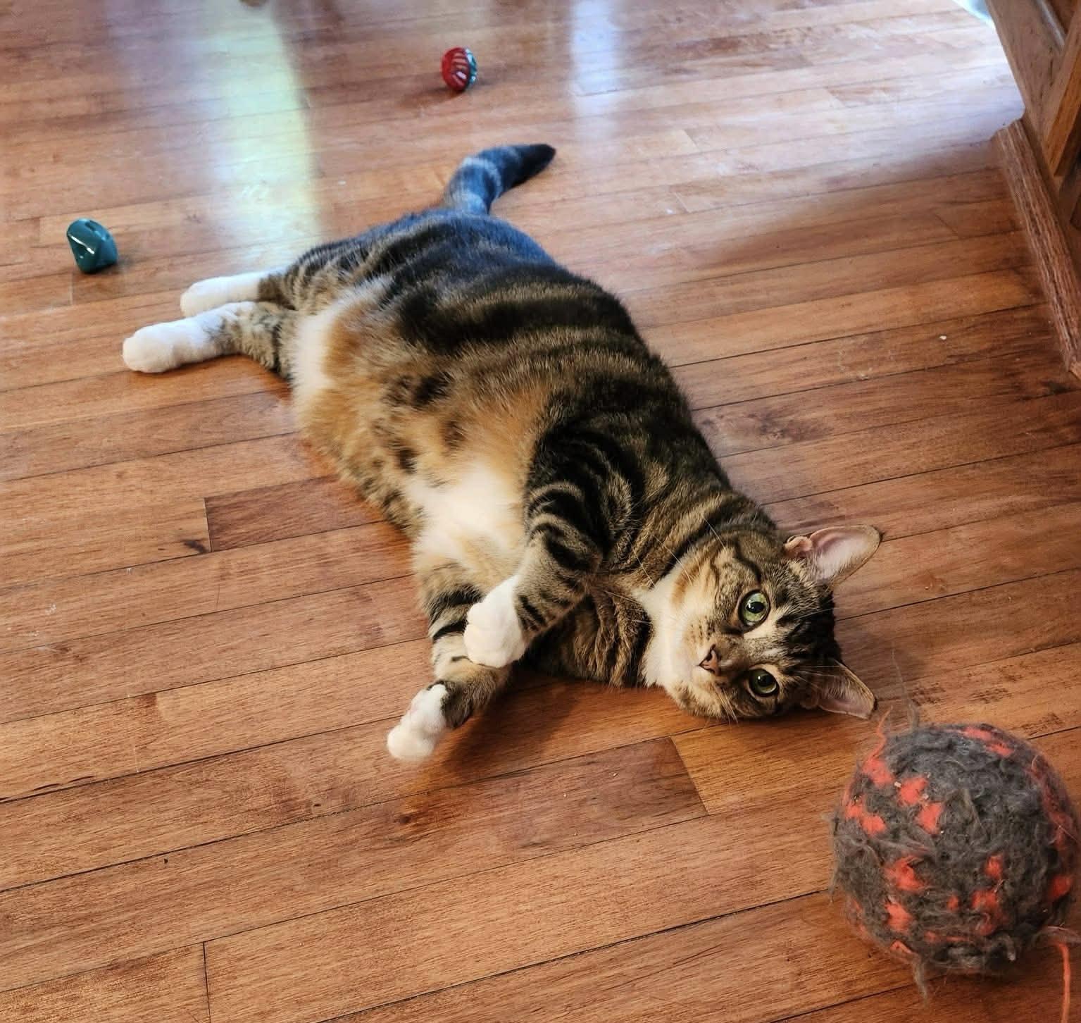 Mia, a ADOPTABLE Domestic Short Hair in Cincinnati , OH image 4/6