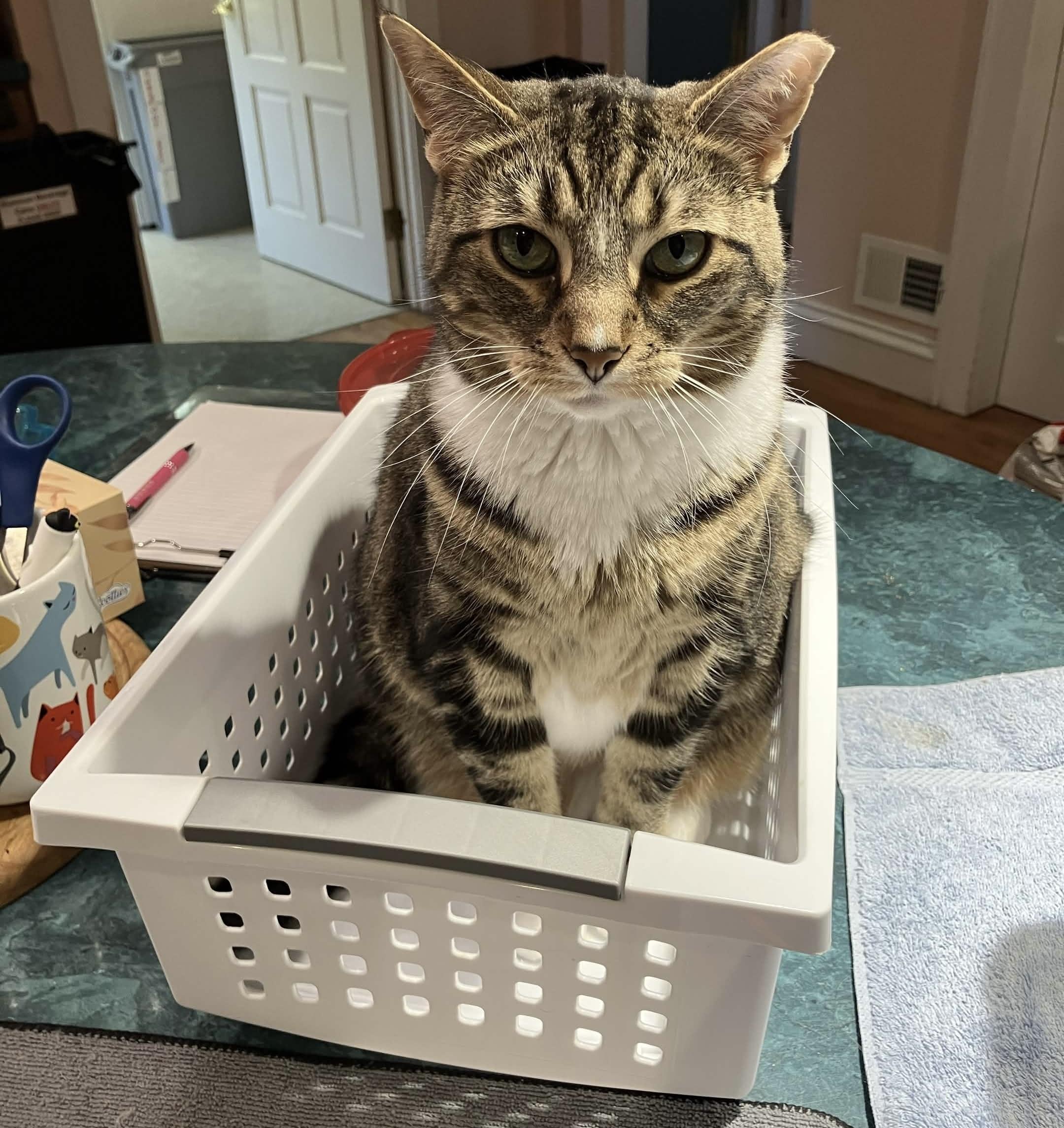 Mia, a ADOPTABLE Domestic Short Hair in Cincinnati , OH image 6/6