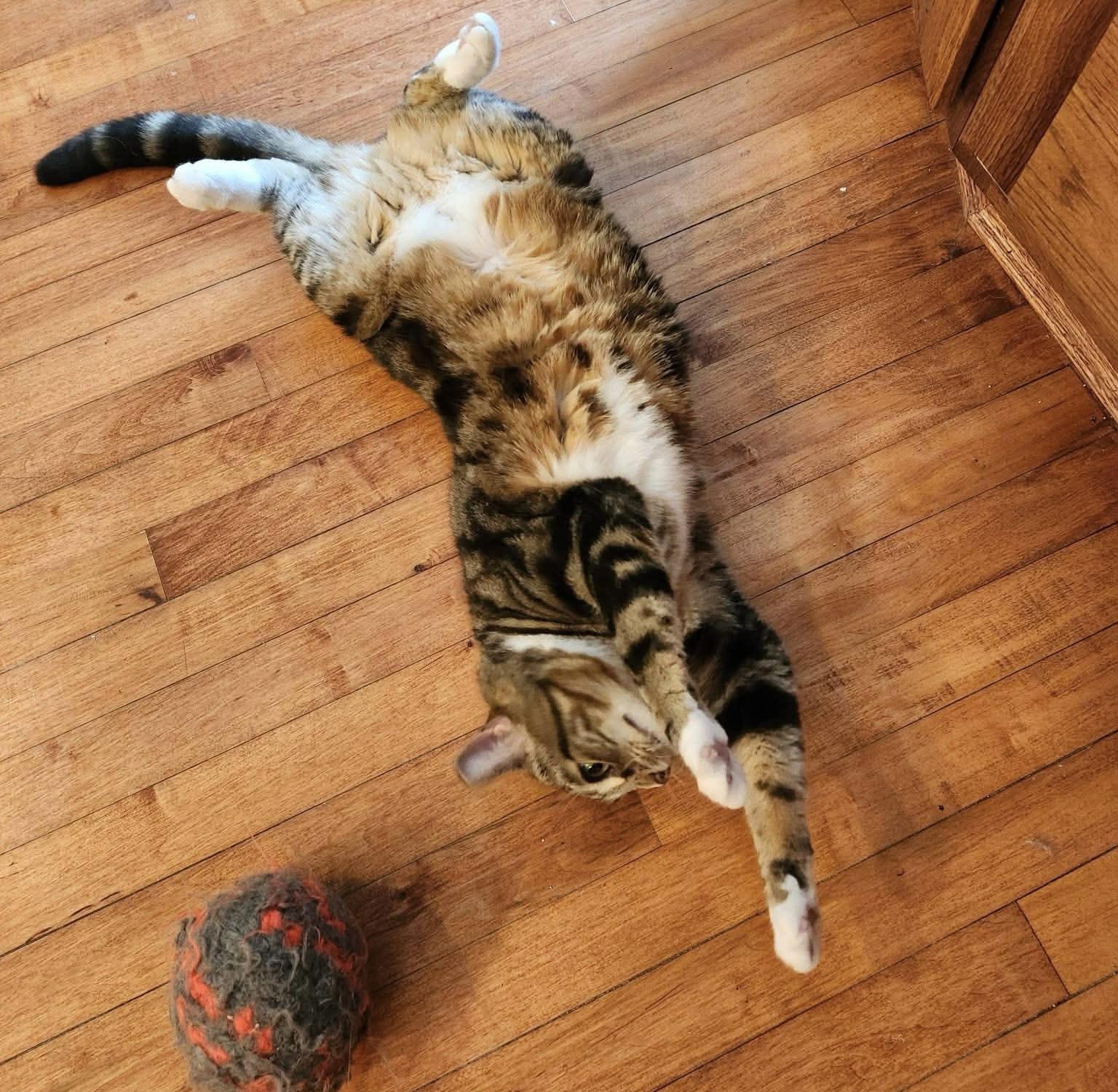 Mia, a ADOPTABLE Domestic Short Hair in Cincinnati , OH image 5/6