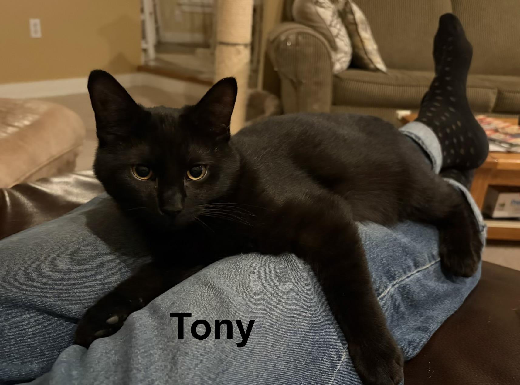 Enlarge Tony, a ADOPTABLE mixed breed in Mechanicsburg, PA image 1/1