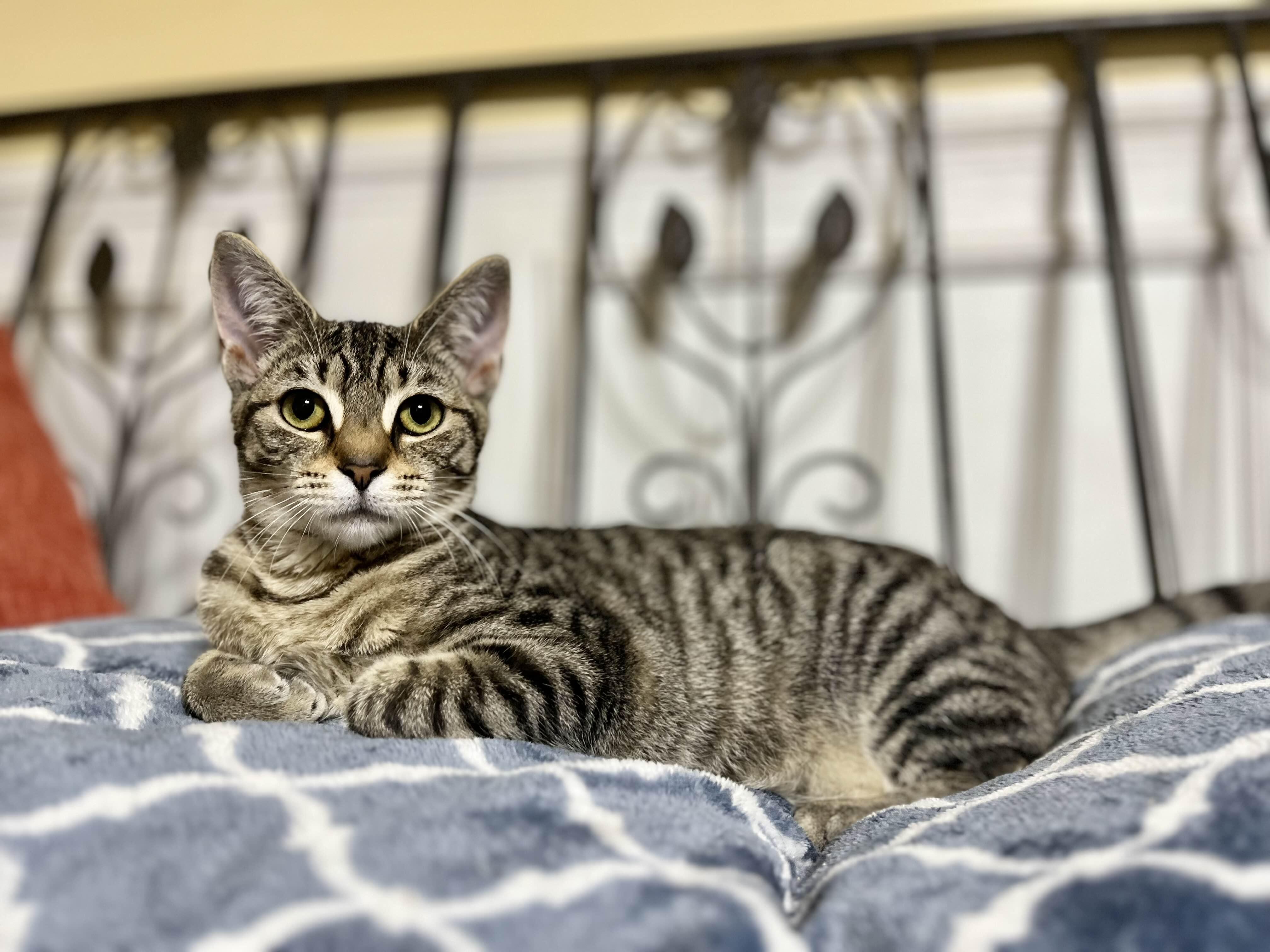 Enlarge Poca, a Adoptable Domestic Short Hair in Kenosha, WI image 1/5