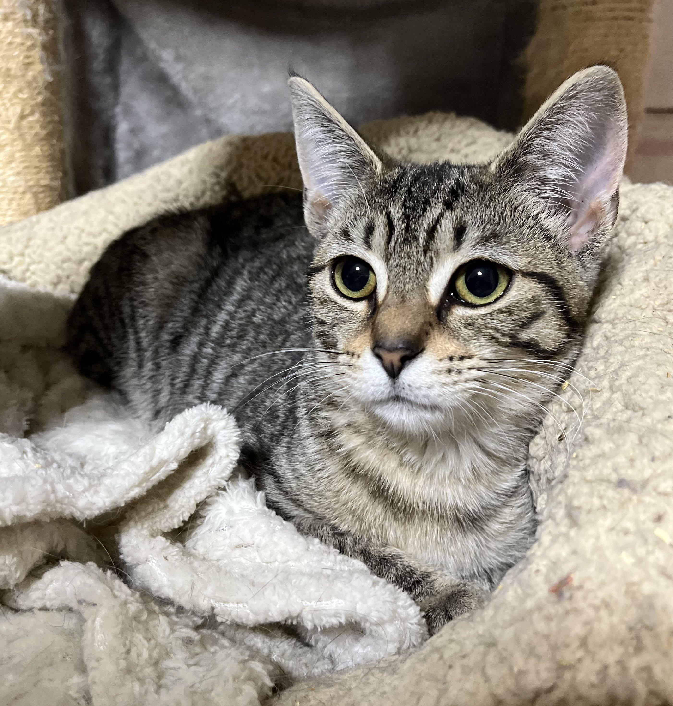 Enlarge Poca, a Adoptable Domestic Short Hair in Kenosha, WI image 4/5