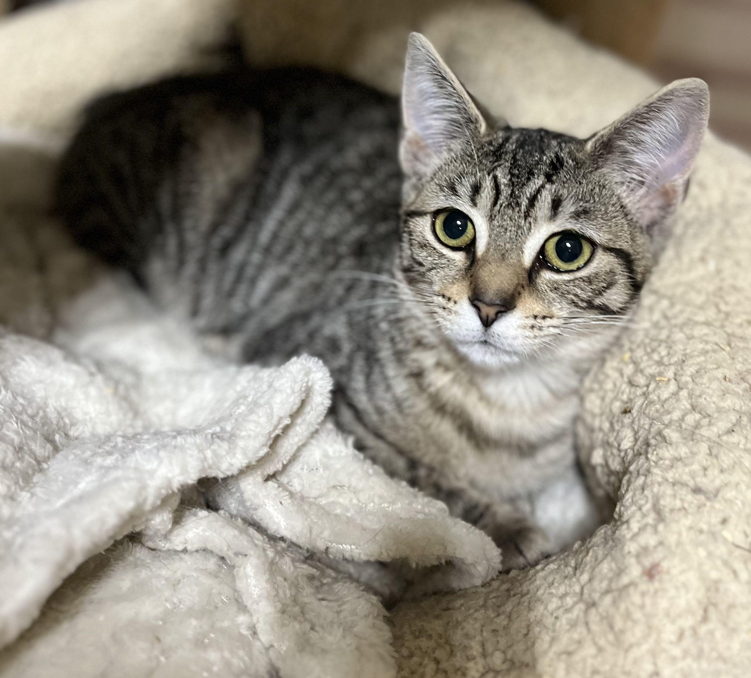 Enlarge Poca, a Adoptable Domestic Short Hair in Kenosha, WI image 5/5