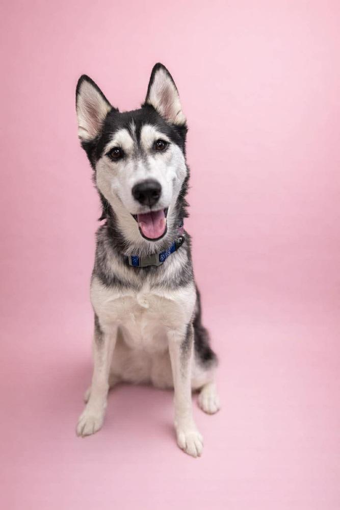 Enlarge Minnie (26-006 D), a Adoptable Husky in Lansing, MI image 1/6