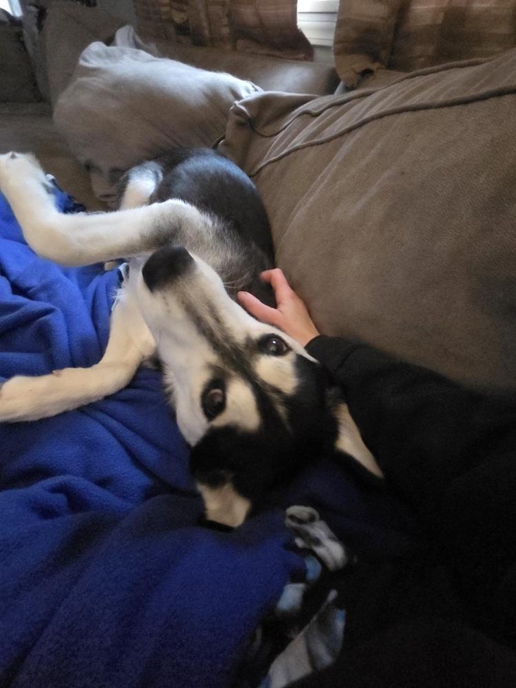 Enlarge Minnie (26-006 D), a Adoptable Husky in Lansing, MI image 2/6