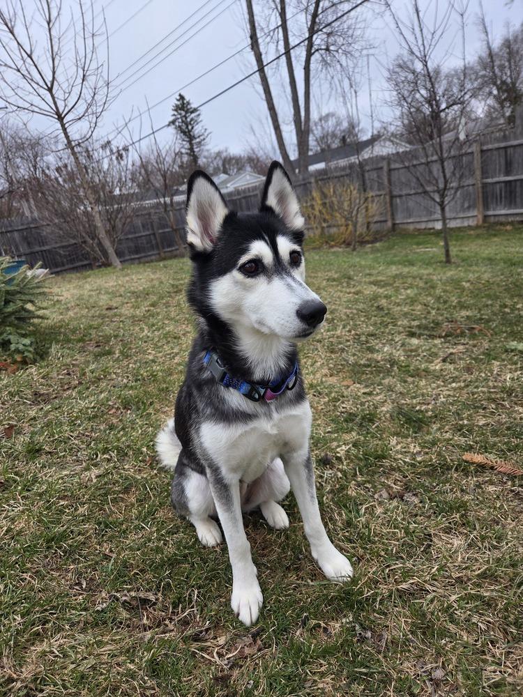 Enlarge Minnie (26-006 D), a Adoptable Husky in Lansing, MI image 3/6