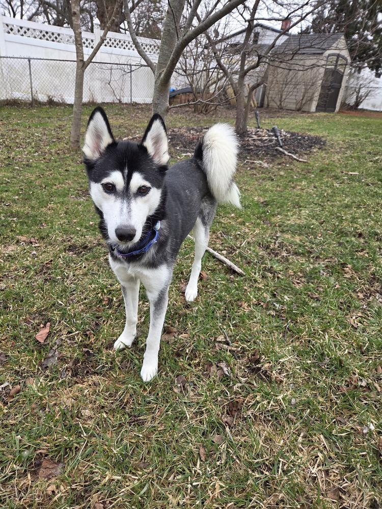 Enlarge Minnie (26-006 D), a Adoptable Husky in Lansing, MI image 4/6