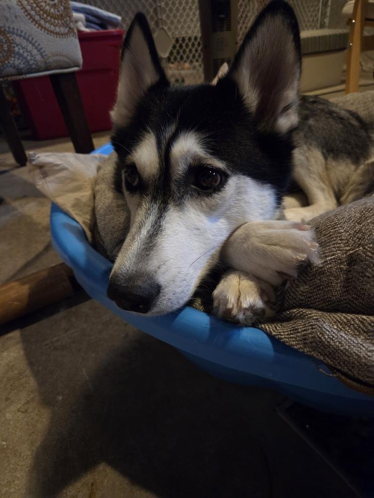 Enlarge Minnie (26-006 D), a Adoptable Husky in Lansing, MI image 5/6