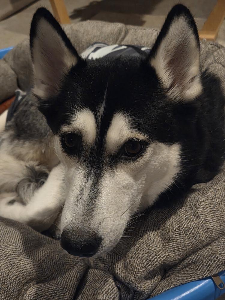 Enlarge Minnie (26-006 D), a Adoptable Husky in Lansing, MI image 6/6