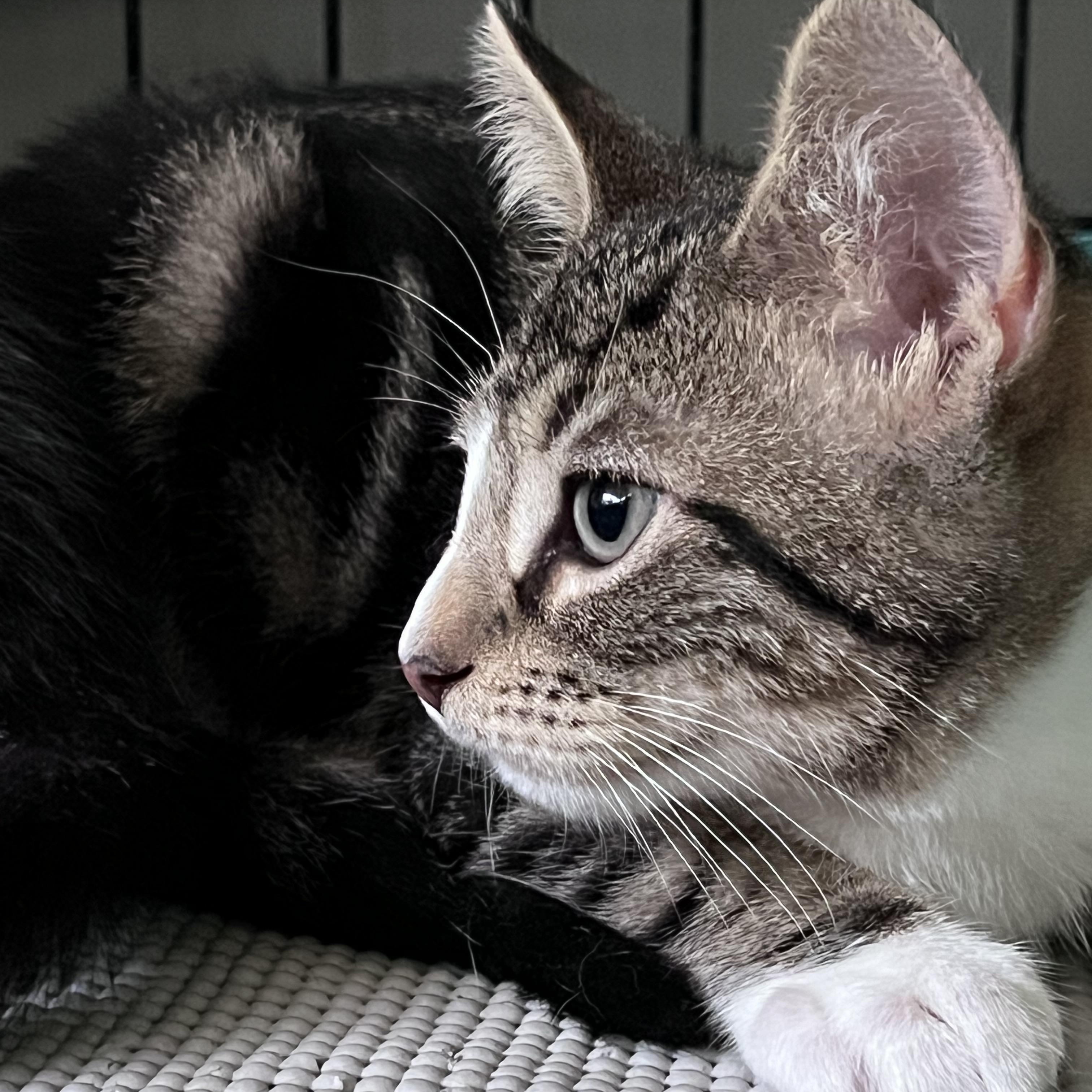 Samson, an adopted Domestic Short Hair in Maplewood, NJ image 2/6