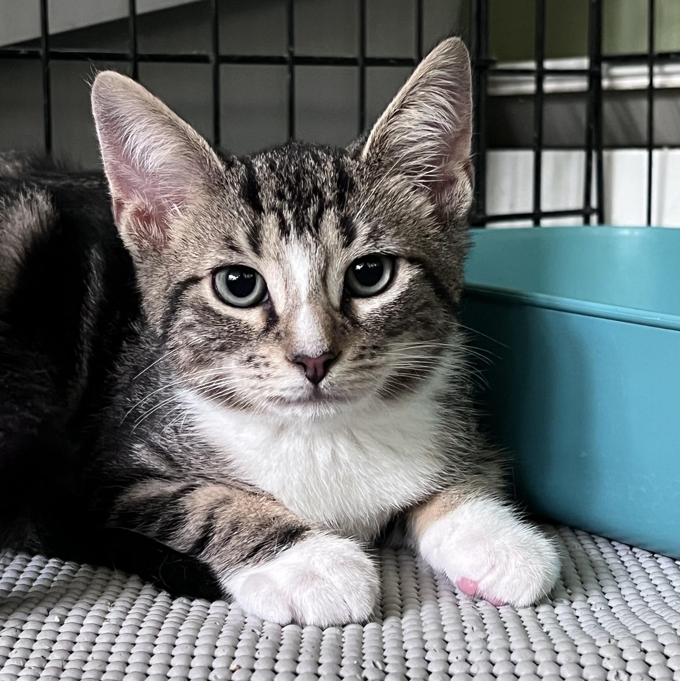 Samson, an adopted Domestic Short Hair in Maplewood, NJ image 4/6
