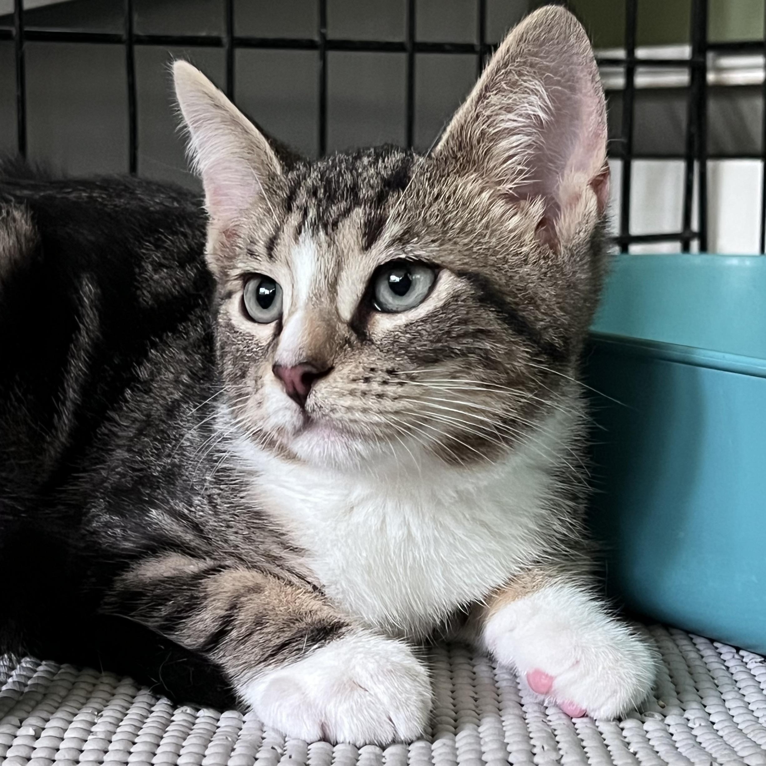 Samson, adopted, Kitten Male Domestic Short Hair.