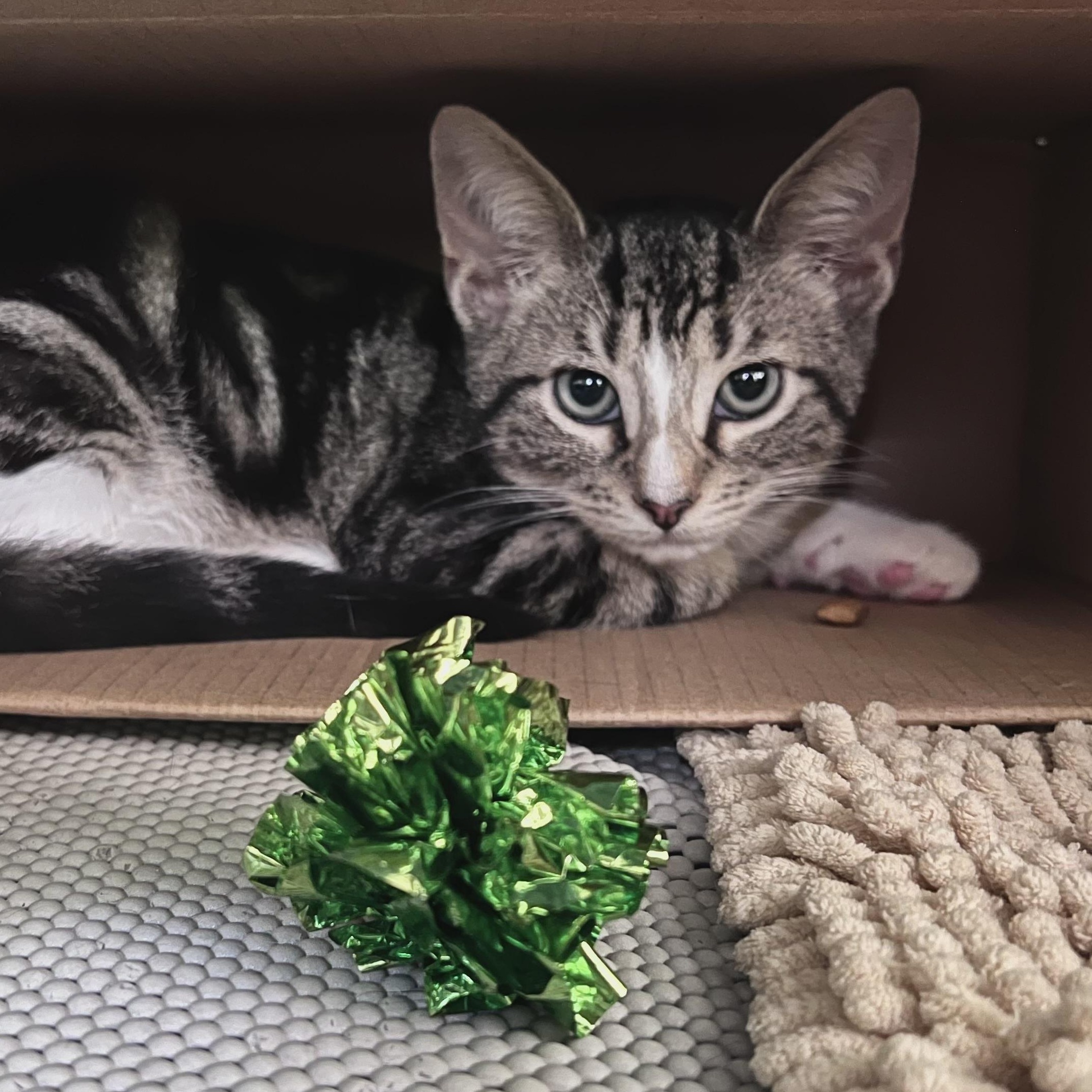 Samson, an adopted Domestic Short Hair in Maplewood, NJ image 3/6