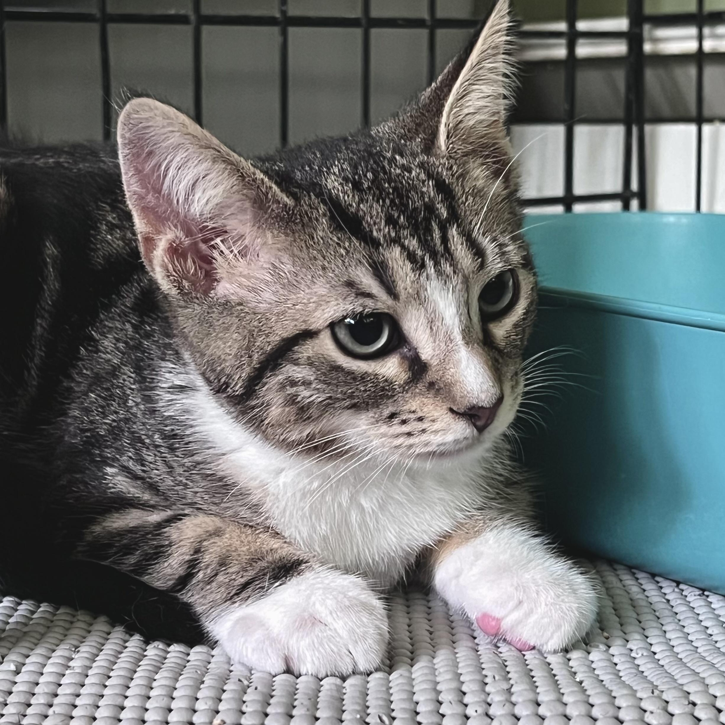 Samson, an adopted Domestic Short Hair in Maplewood, NJ image 6/6