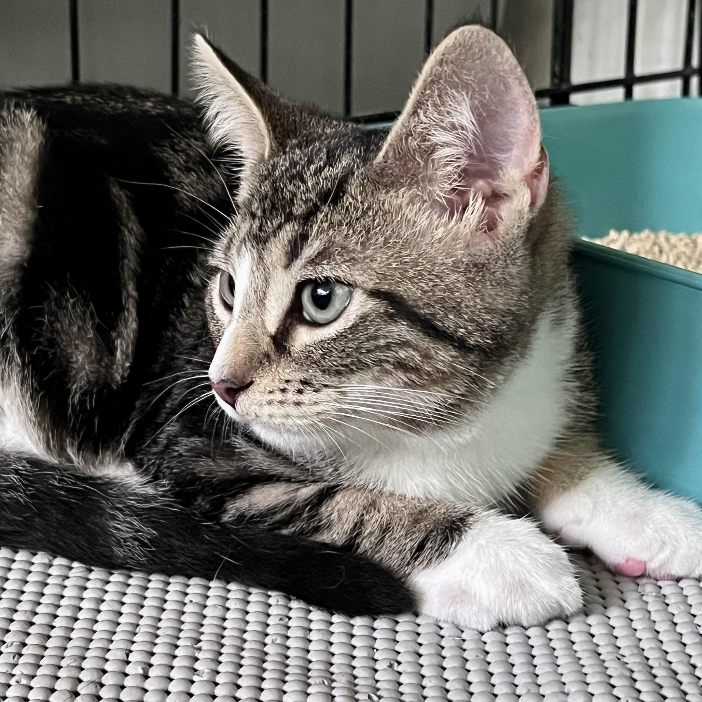 Samson, an adopted Domestic Short Hair in Maplewood, NJ image 5/6
