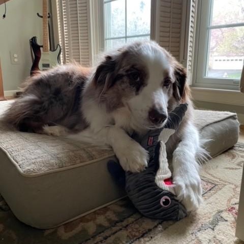 Jax, Adult Male unknown