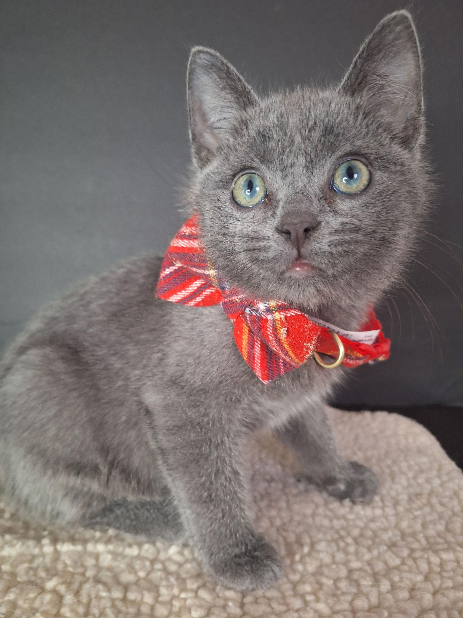 Enlarge Ivory Grey, a Adoptable Domestic Short Hair in Chicago, IL image 1/1