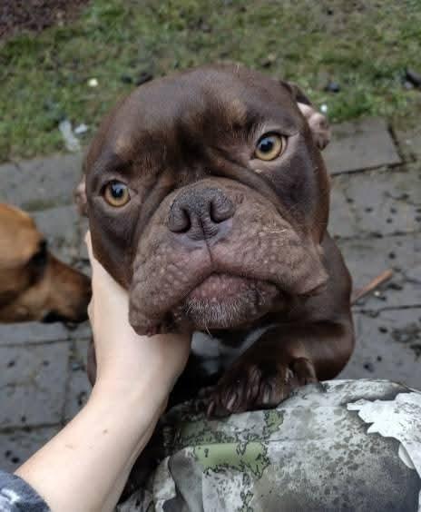 Enlarge Brownie, an adopted mixed breed in Lafayette, CA image 1/1