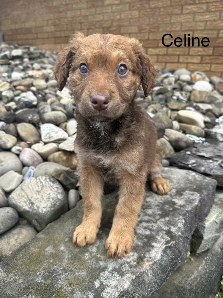 Celine, Adoptable, Puppy Female Rottweiler & Mixed Breed.