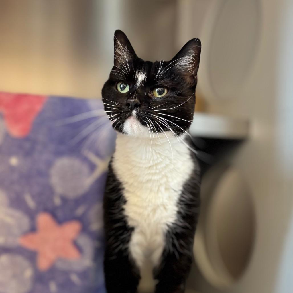 Enlarge Gracie, a Adoptable Domestic Short Hair in Nashville, IN image 1/2