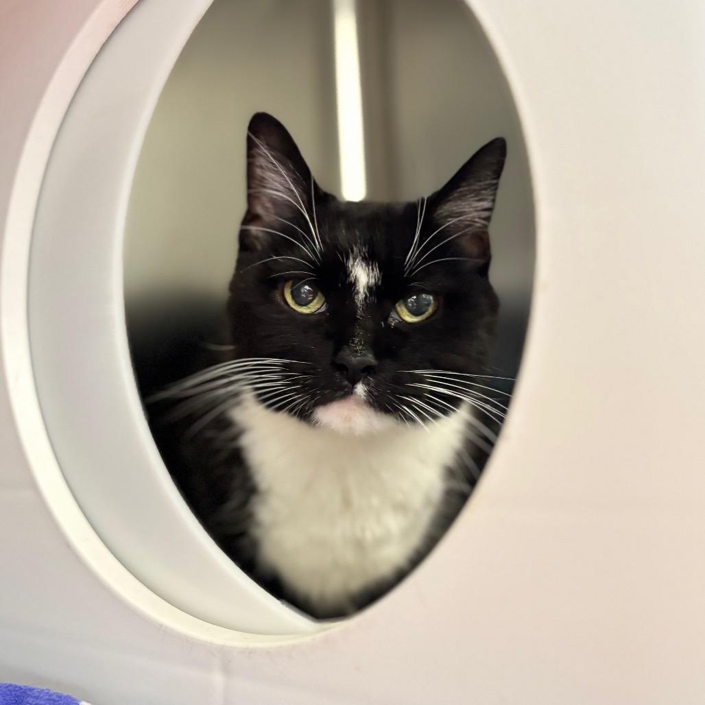 Enlarge Gracie, a Adoptable Domestic Short Hair in Nashville, IN image 2/2