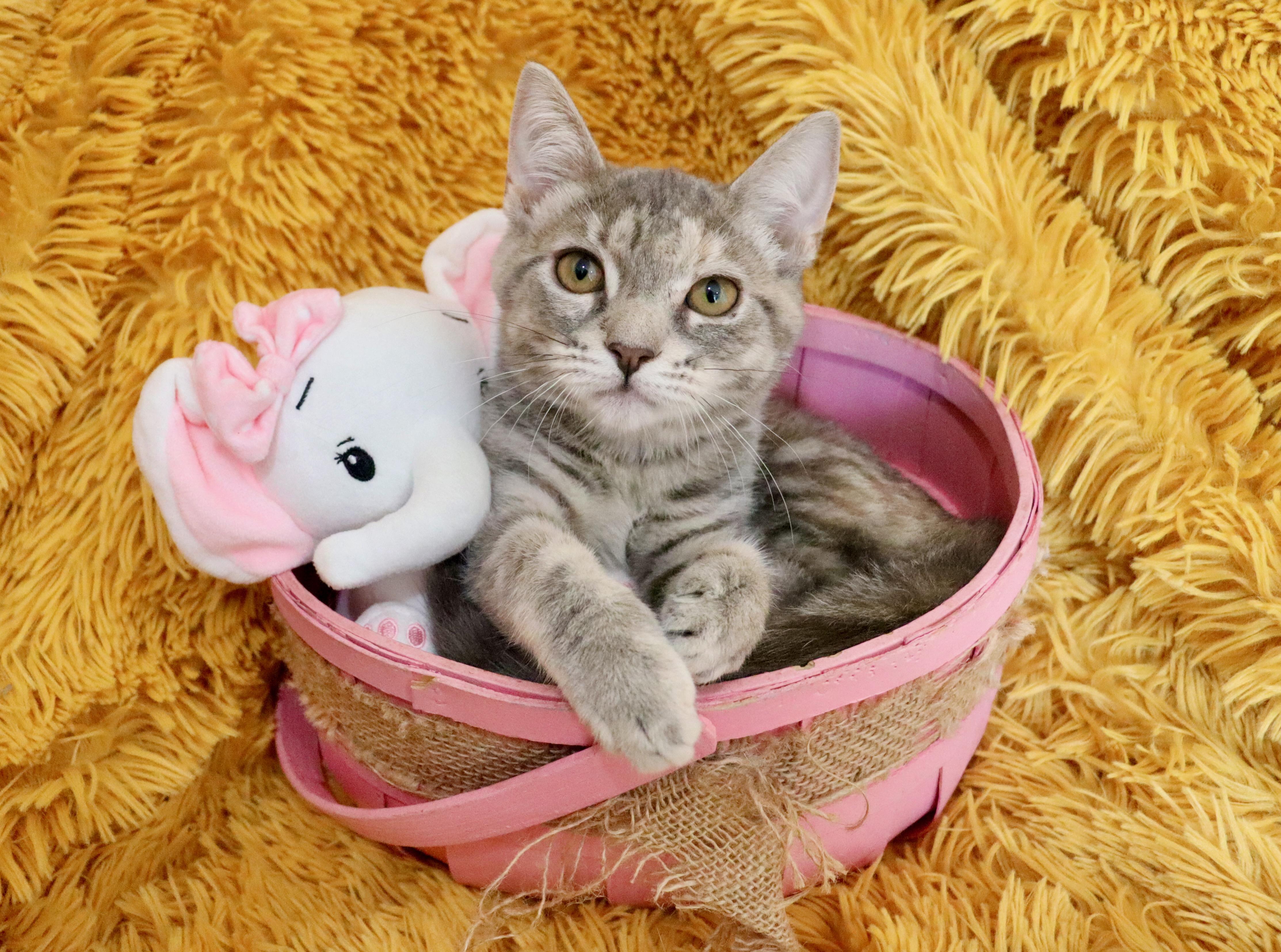 Enlarge Chrissy, a Adoptable mixed breed in Saint Augustine, FL image 3/5