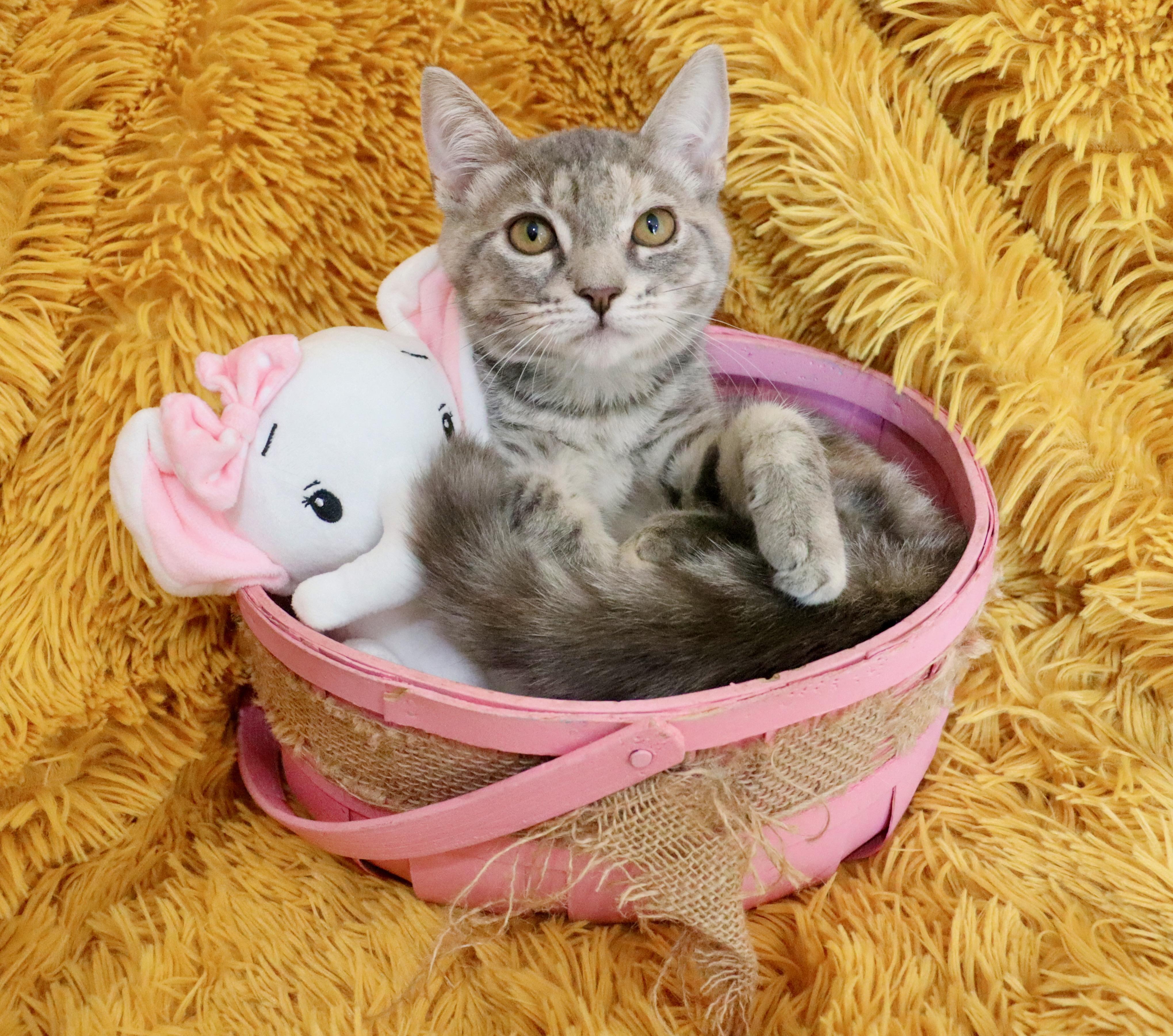 Chrissy, Adoptable, Kitten Female Tabby.