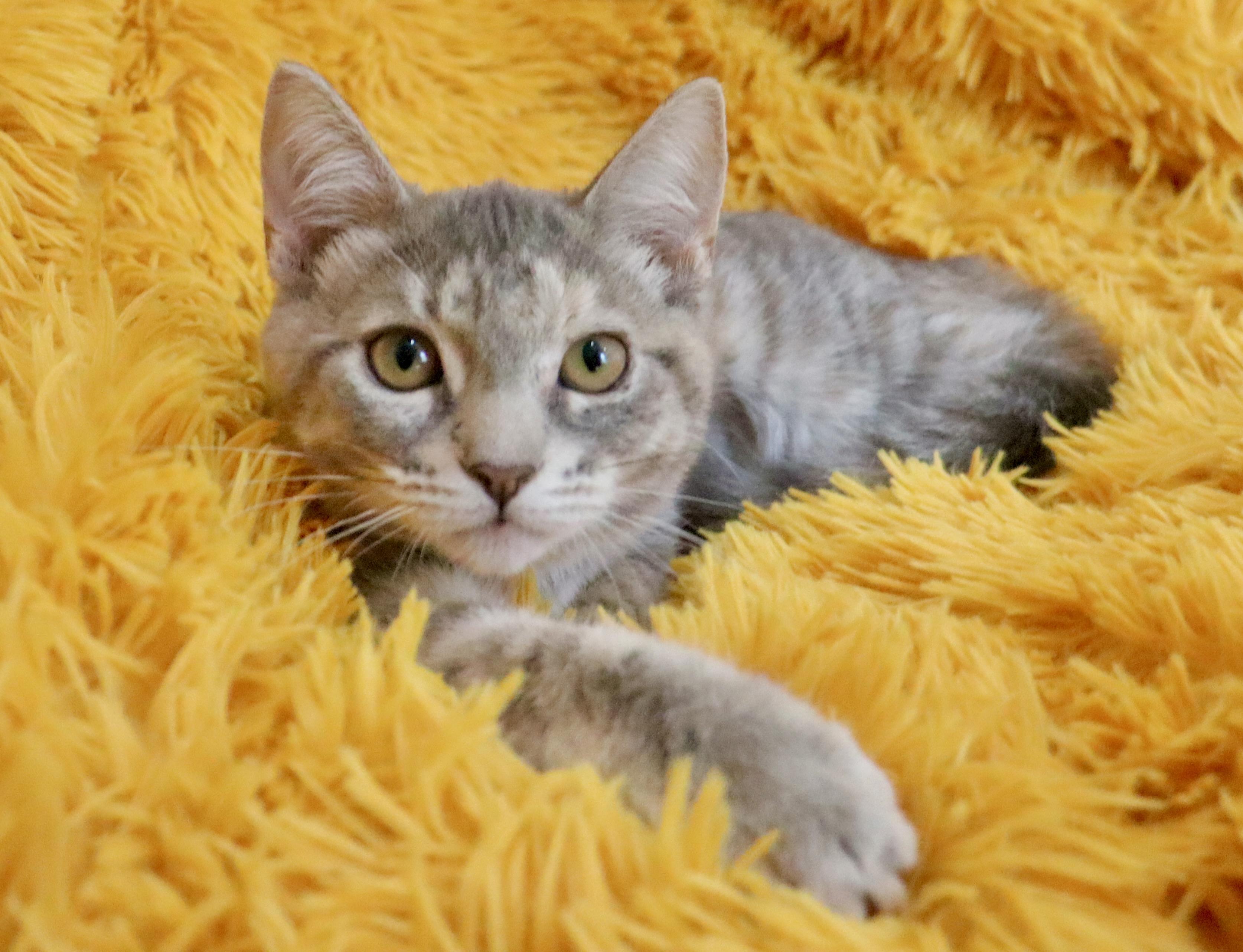 Enlarge Chrissy, a Adoptable mixed breed in Saint Augustine, FL image 2/5