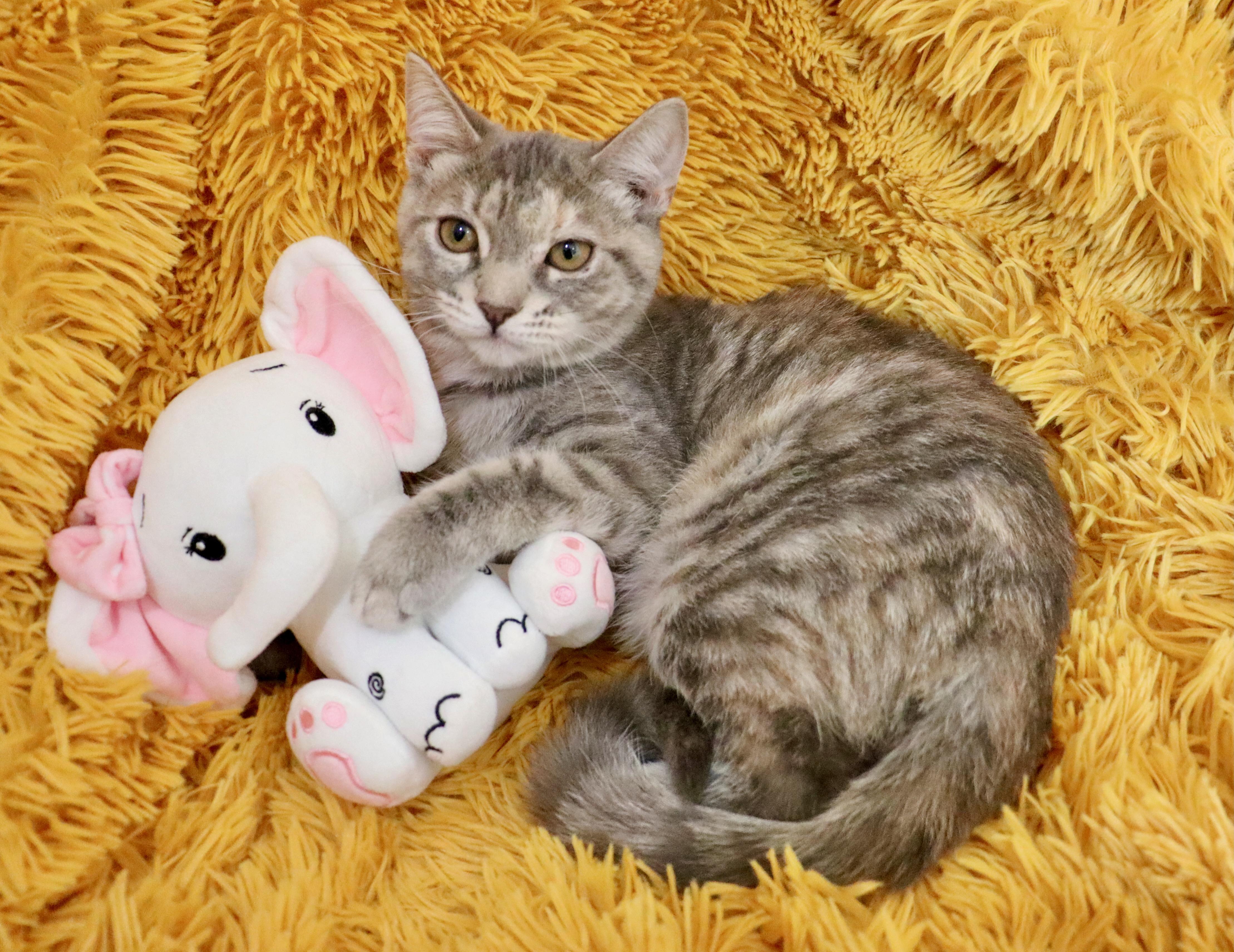 Enlarge Chrissy, a Adoptable mixed breed in Saint Augustine, FL image 5/5