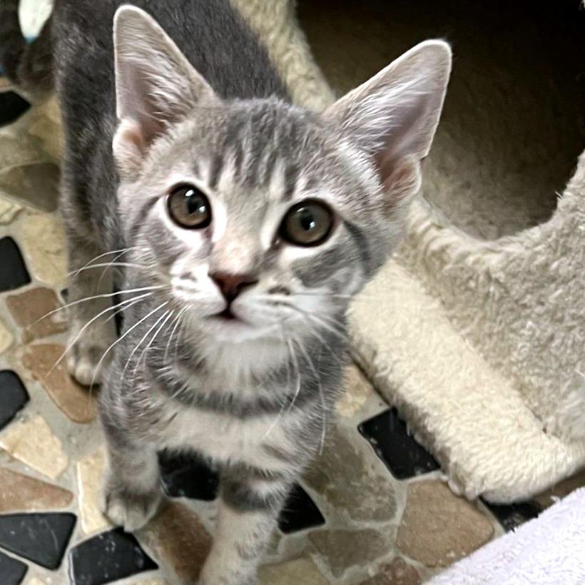 Enlarge Bonnie, a Adopted Domestic Short Hair in Ocala, FL image 3/5