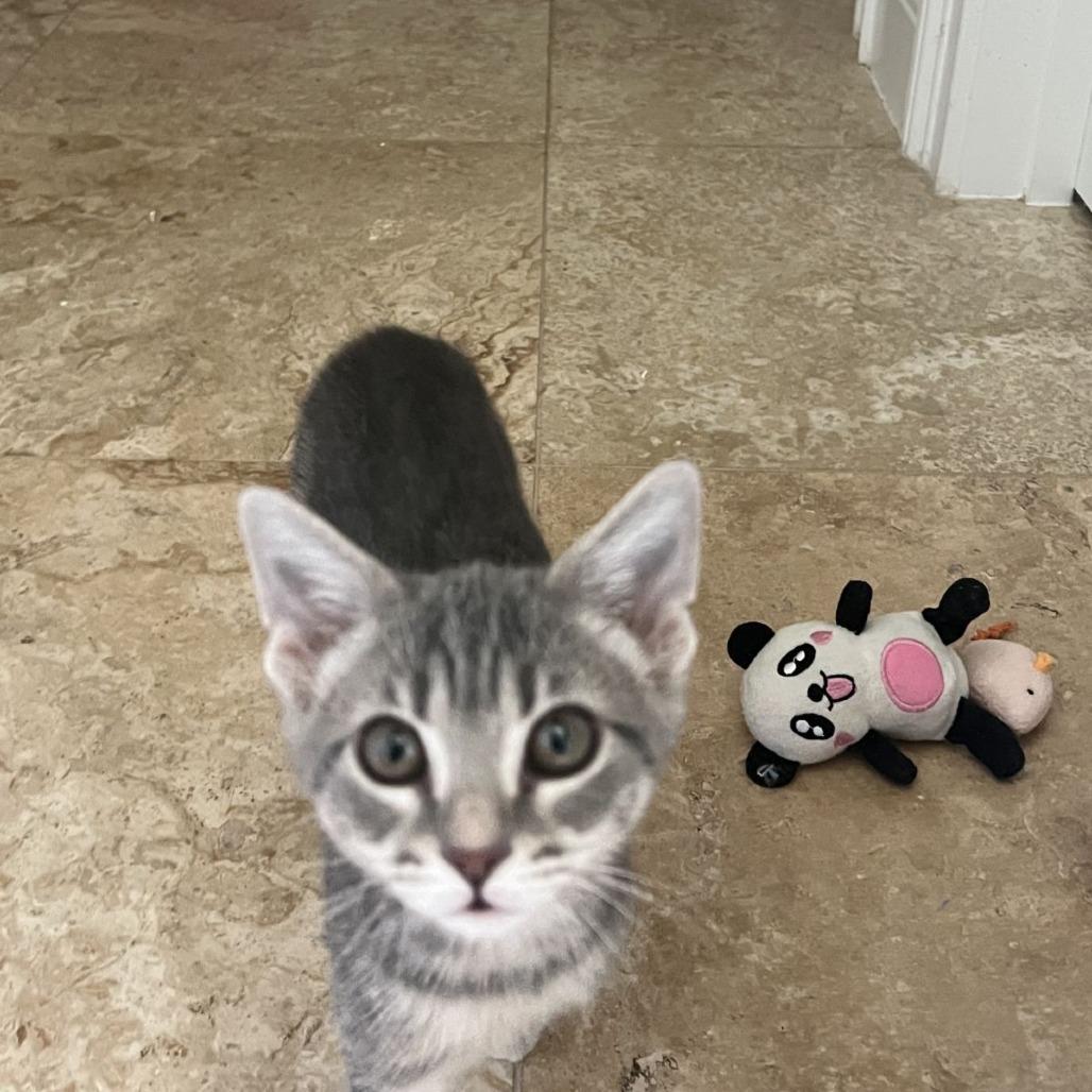 Enlarge Bonnie, a Adopted Domestic Short Hair in Ocala, FL image 4/5