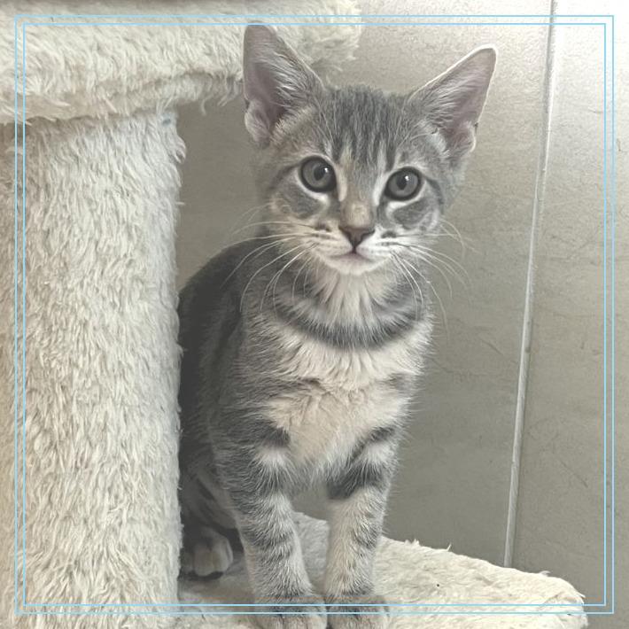 Bonnie, Adopted, Kitten Female Domestic Short Hair.