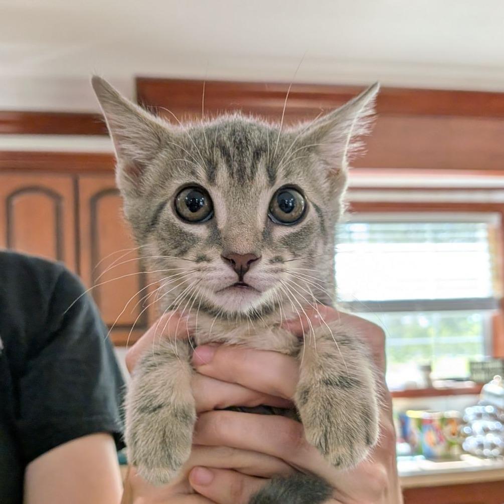 Enlarge Bonnie, a Adopted Domestic Short Hair in Ocala, FL image 2/5