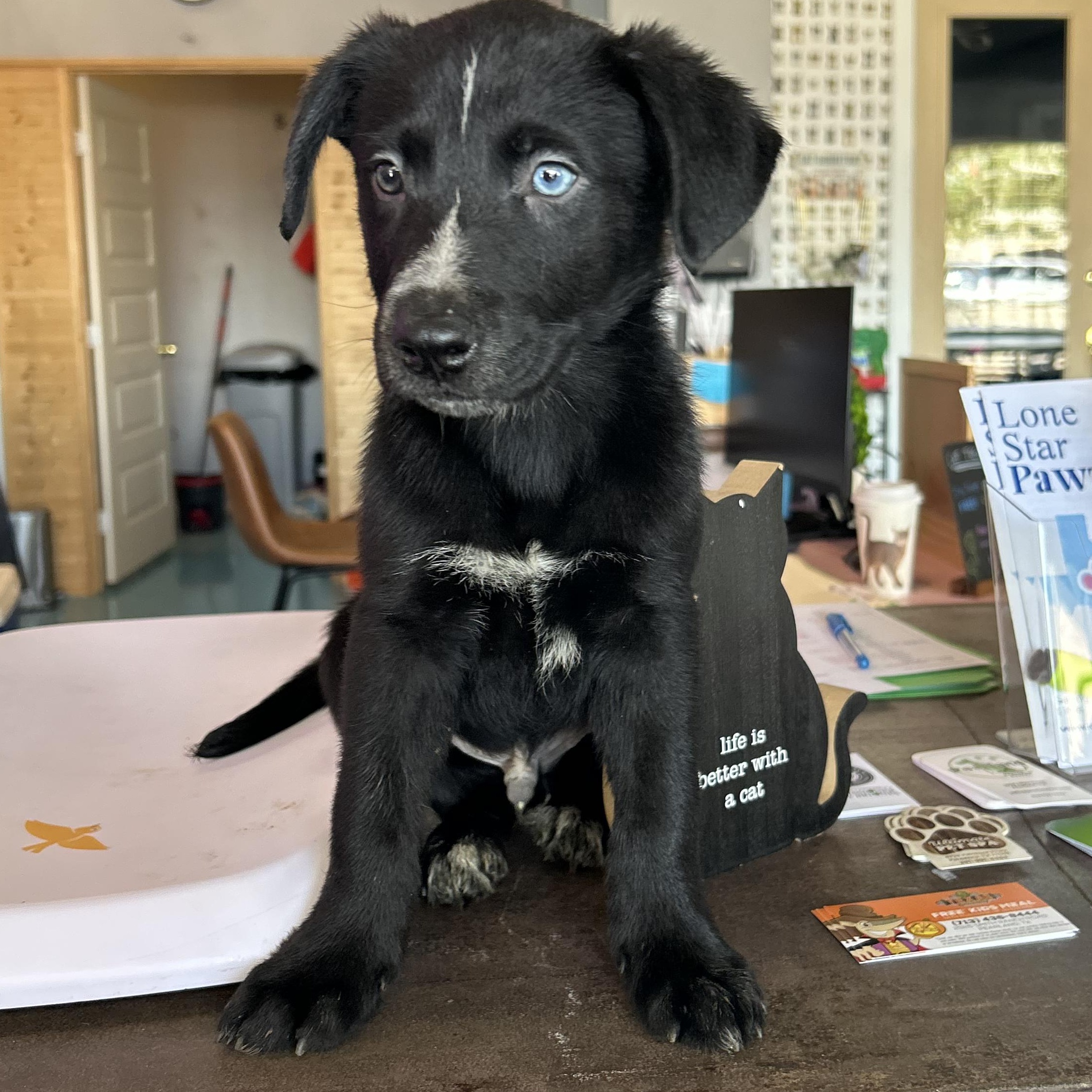 Discount husky x black labrador Free Shipping