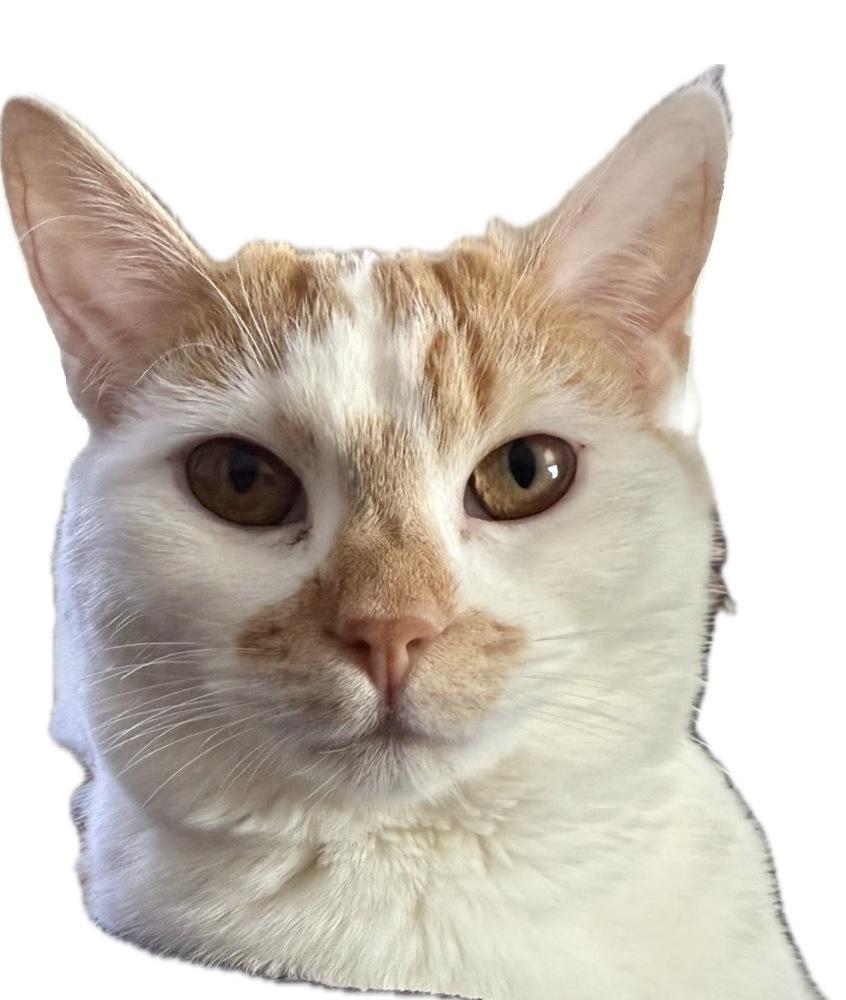 Enlarge Margaret, a Adoptable American Shorthair in Westwood, NJ image 1/3