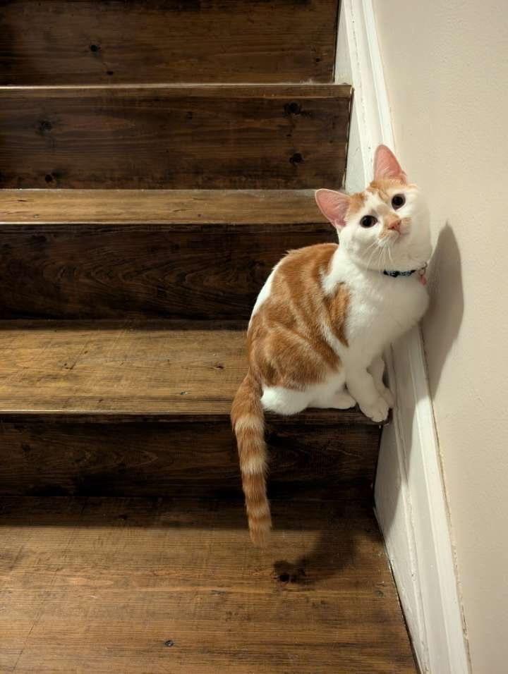 Enlarge Margaret, a Adoptable American Shorthair in Westwood, NJ image 2/3