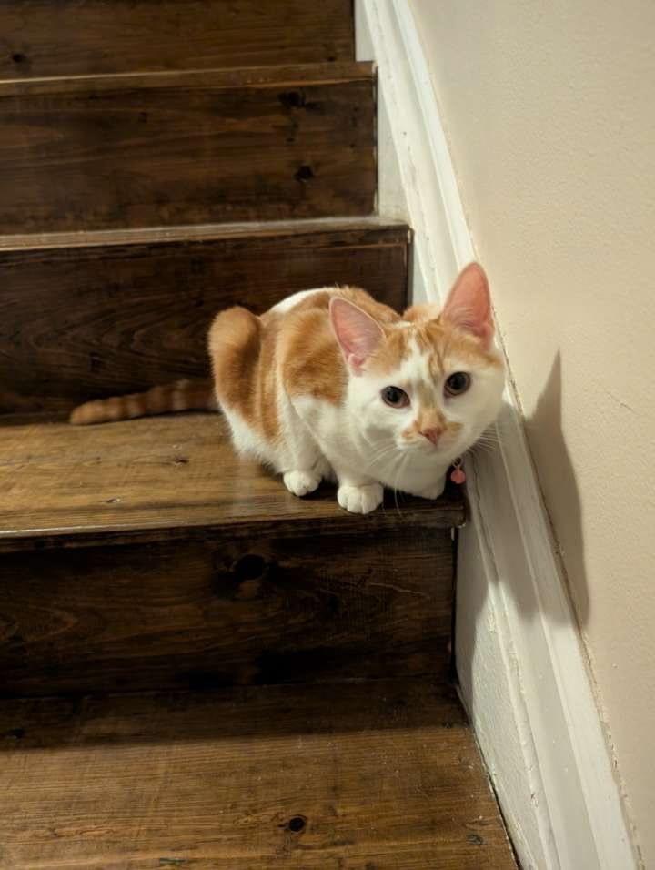 Enlarge Margaret, a Adoptable American Shorthair in Westwood, NJ image 3/3