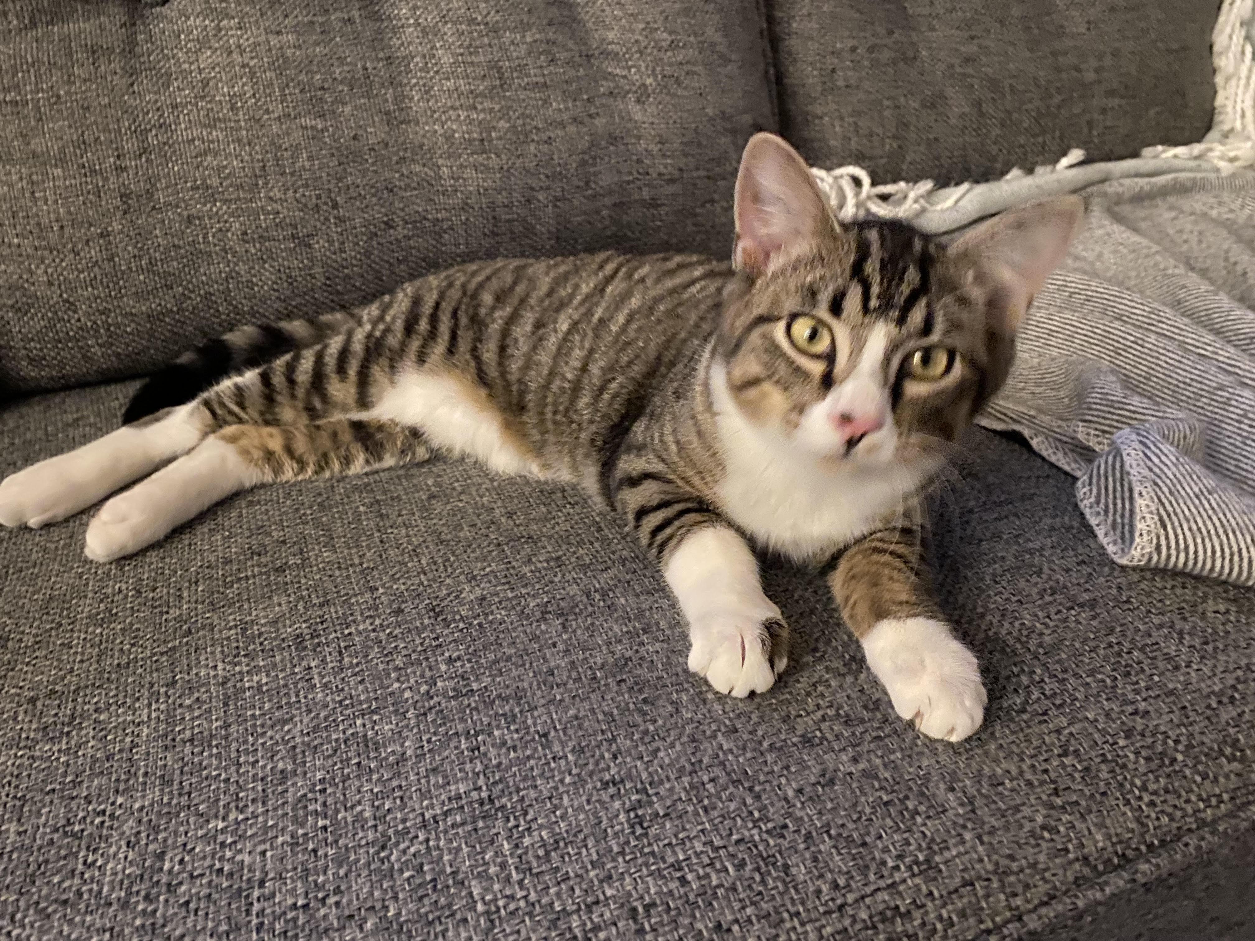 Enlarge Harris & Harvey, a ADOPTABLE Domestic Short Hair in Courtenay, BC image 3/5