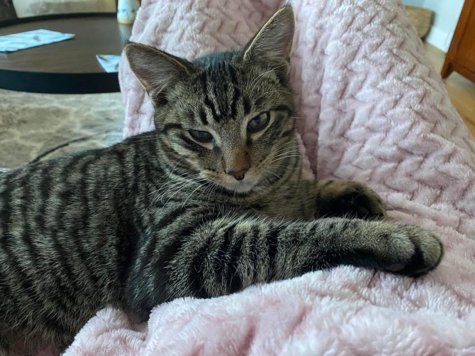 Enlarge Harris & Harvey, a ADOPTABLE Domestic Short Hair in Courtenay, BC image 5/5