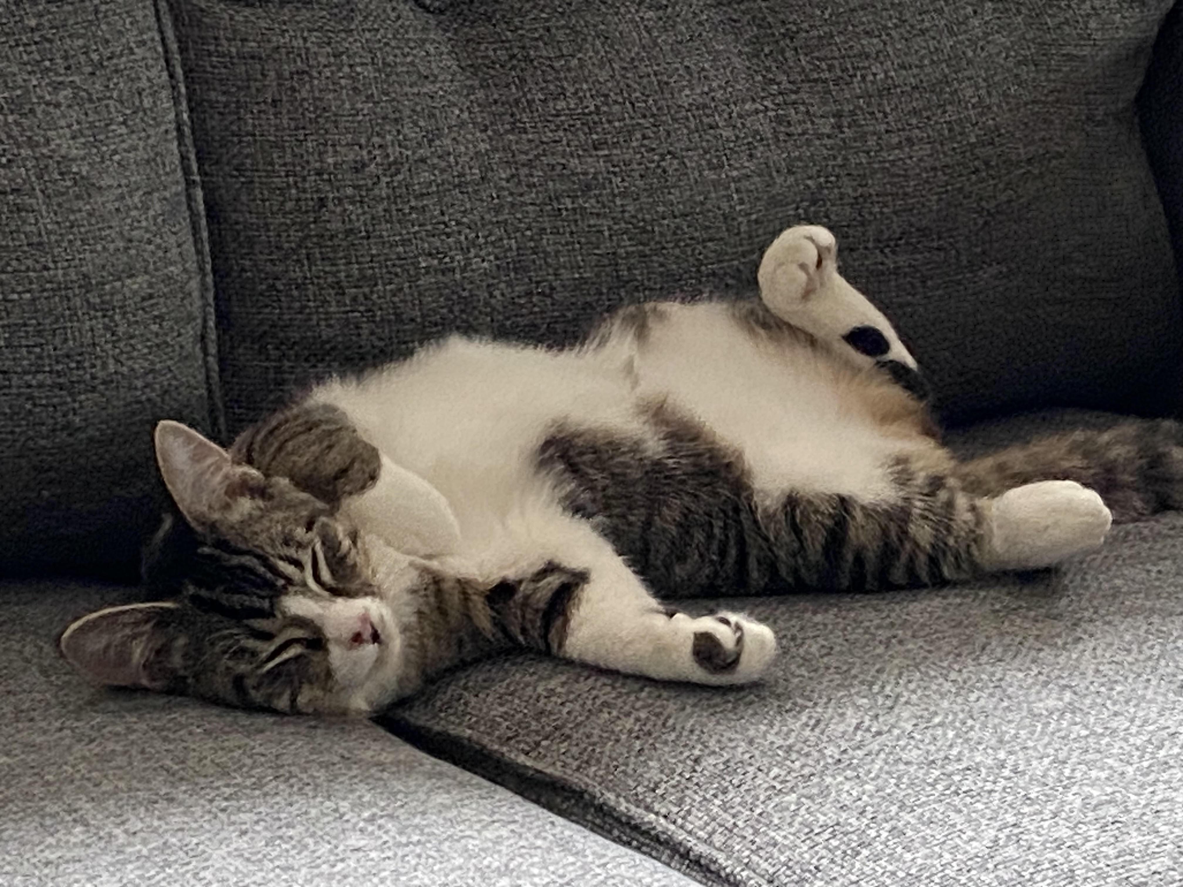 Enlarge Harris & Harvey, a ADOPTABLE Domestic Short Hair in Courtenay, BC image 4/5