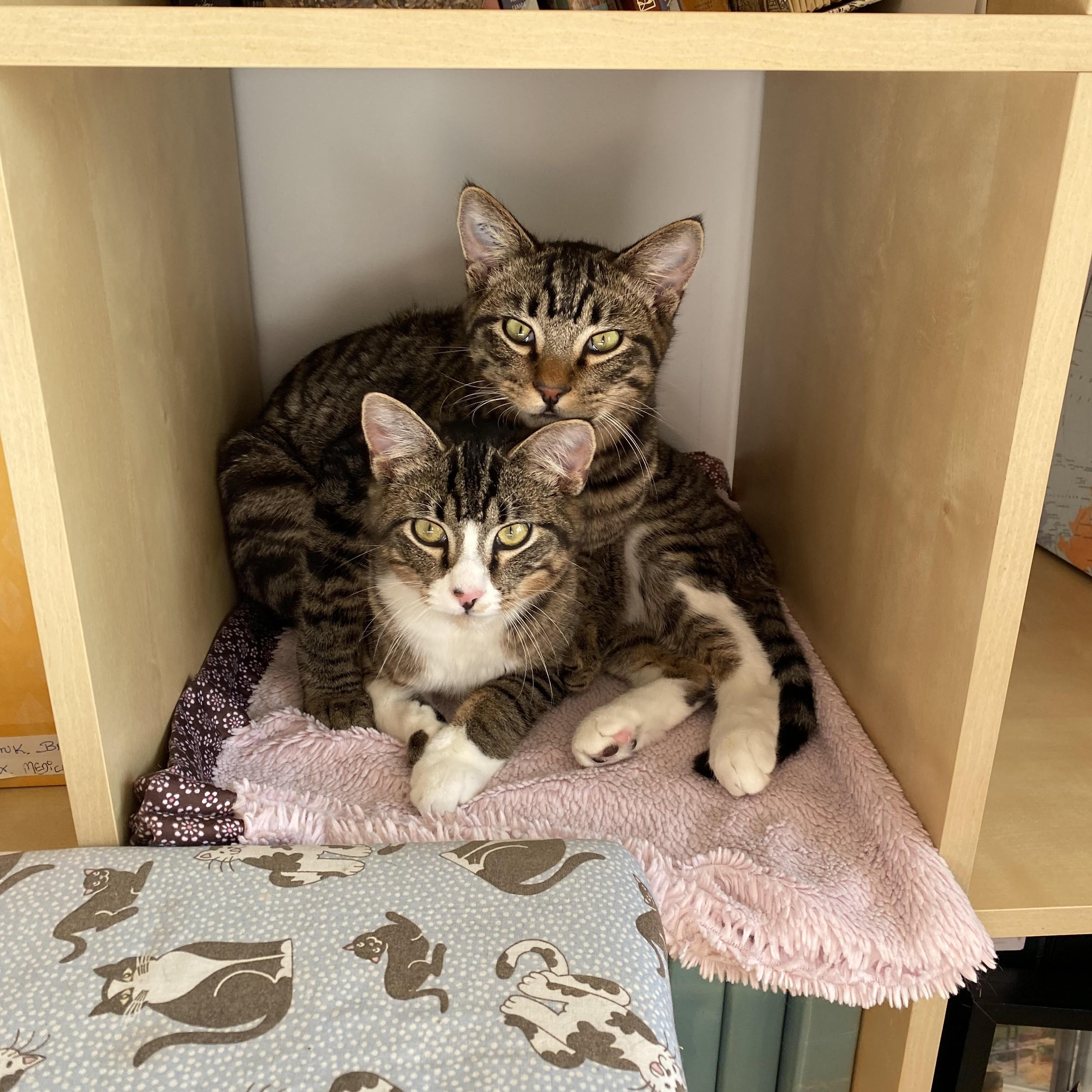 Enlarge Harris & Harvey, a ADOPTABLE Domestic Short Hair in Courtenay, BC image 1/5
