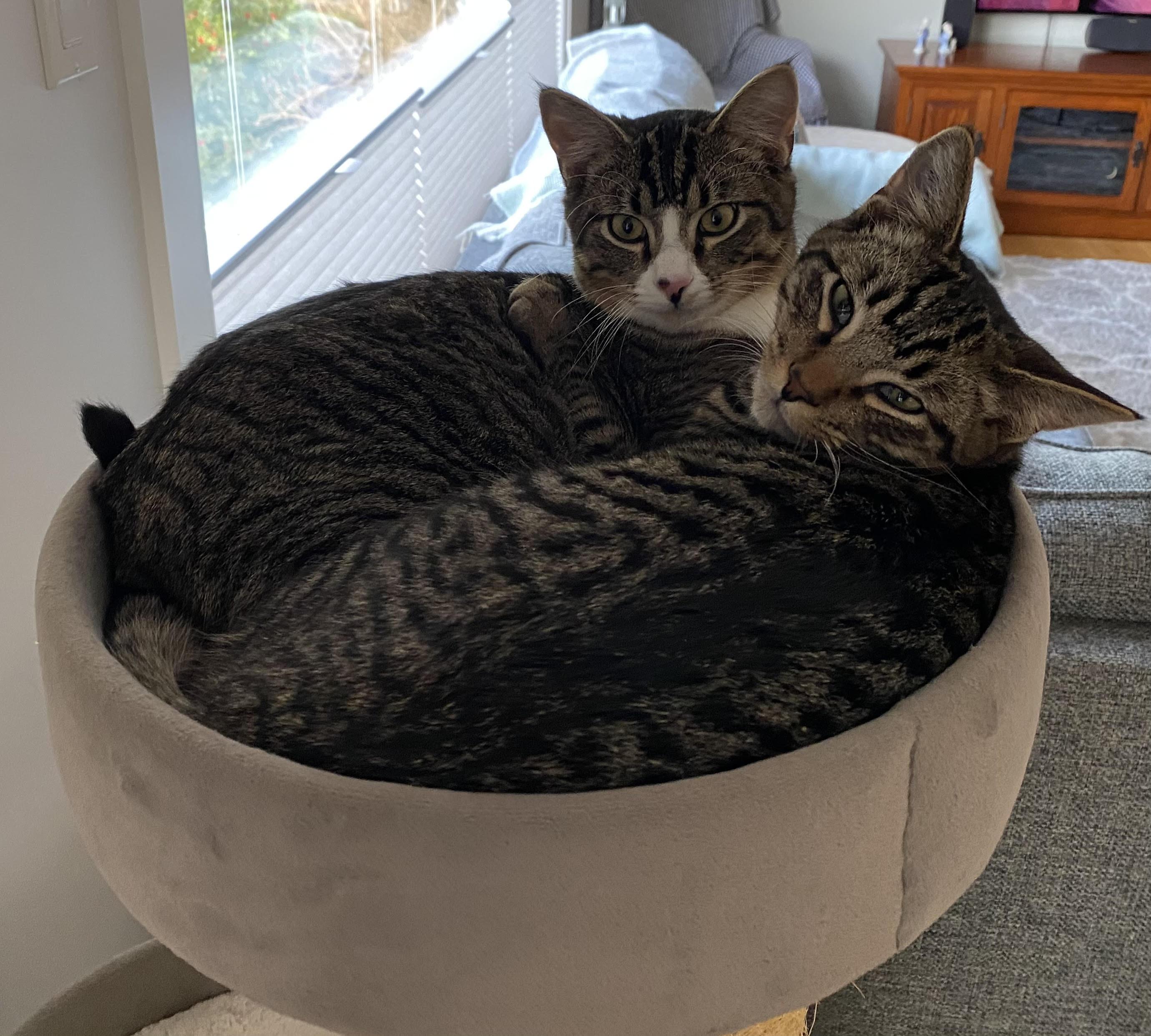 Enlarge Harris & Harvey, a ADOPTABLE Domestic Short Hair in Courtenay, BC image 2/5