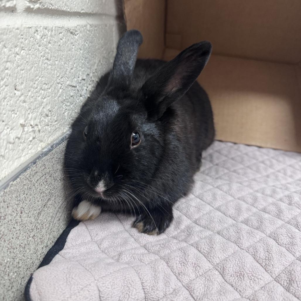 Athena, a Adoptable American in Brookfield, WI image 1/2